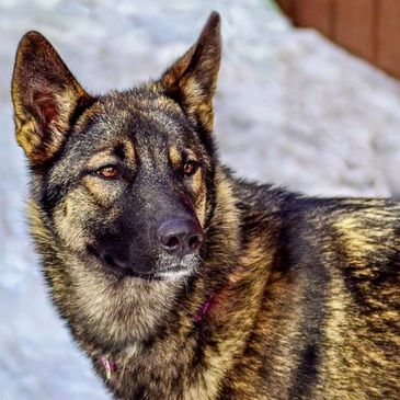 Find Your Forever Friend at Lake Tahoe Wolf Rescue